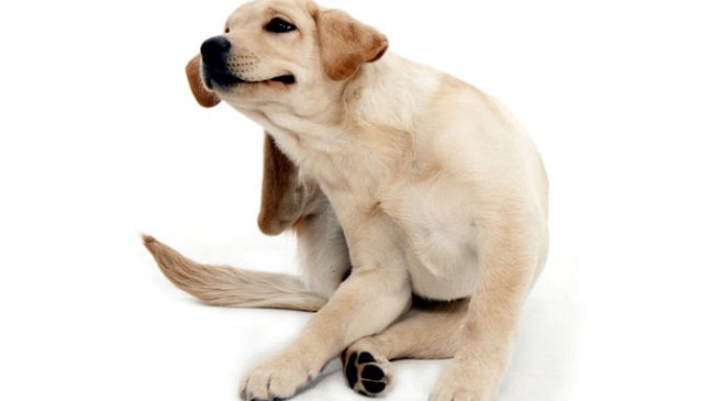 Pulgas y garrapatas: Los enemigos de nuestras mascotas cuando comienza el calor