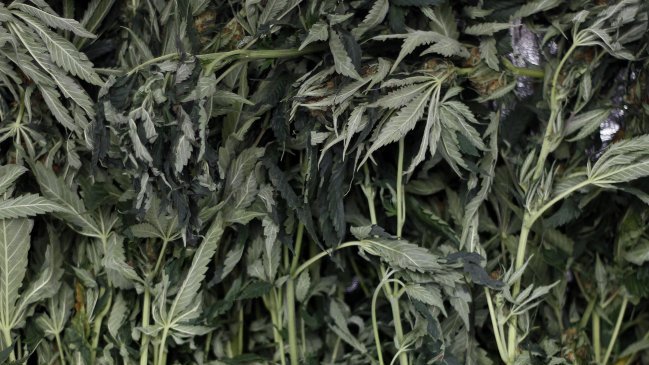 Molestia por indicaciones del Gobierno a proyecto que despenaliza la marihuana