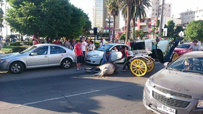 Polémica por desplome de caballo en la vía pública en Viña del Mar