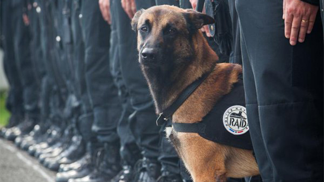 Diesel, la perrita policial que murió en la redada contra terroristas en París