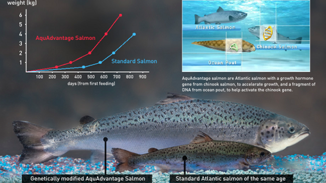 El salmón se convierte en el primer animal transgénico legal en Estados Unidos