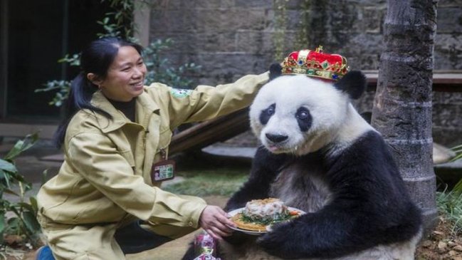 Busi, la panda más famosa de China celebró su cumpleaños número 35