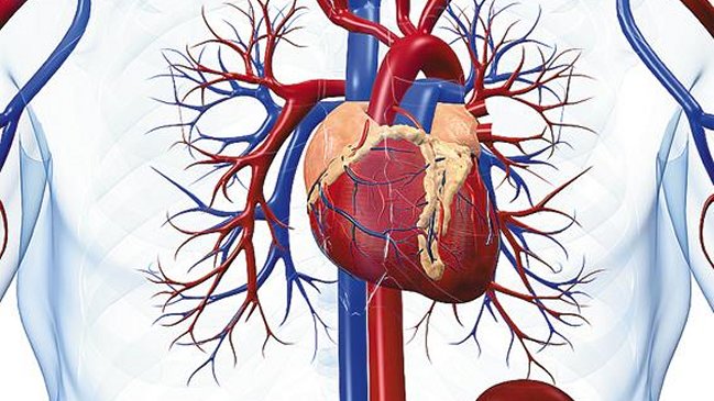 Molécula que reduce la insuficiencia cardíaca llegará a Chile en enero