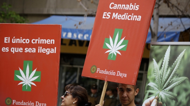 Diputado Castro explicó los medicamentos que se podrán elaborar con cannabis