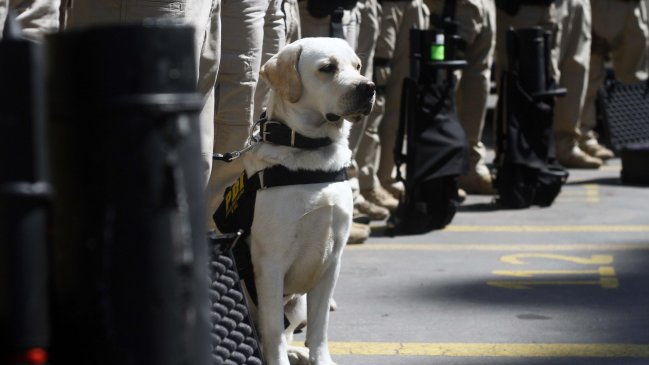 Carabineros decomisó casi cinco kilos de droga en el extremo norte