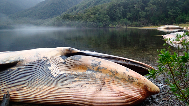 Chile pedirá apoyo internacional para esclarecer masiva muerte de ballenas