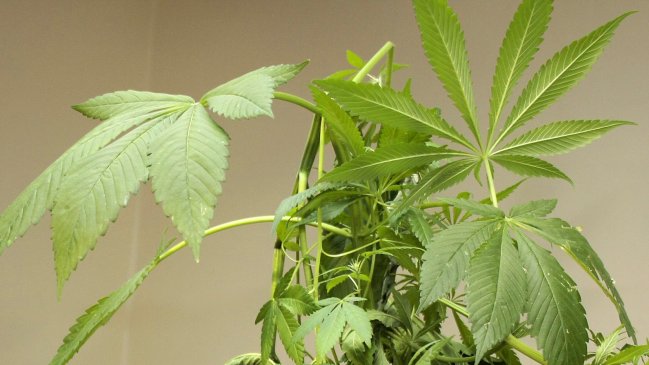 Hasta tres años podría tardar en llegar un fármaco de cannabis a farmacias