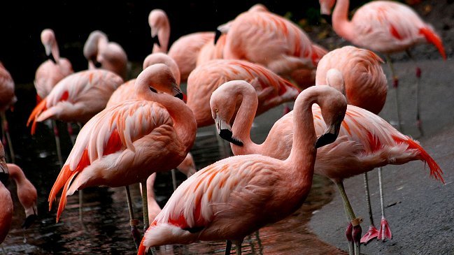 EEUU: Joven fue condenado por la muerte de dos flamencos chilenos