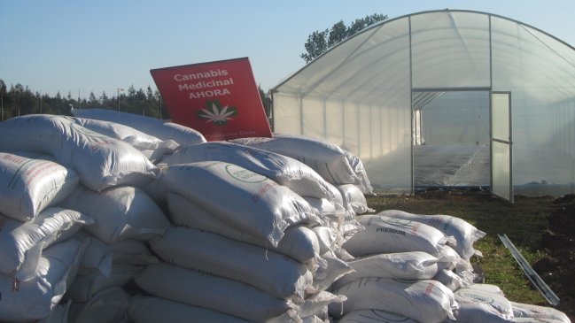 Avanza plantación de cannabis medicinal en Quinamávida