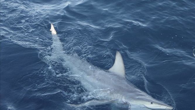 Tiburón arrancó el antebrazo de turista en playa brasileña