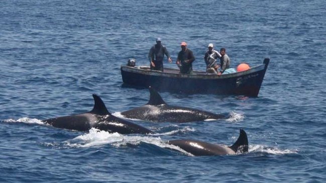 Presentaron nuevos mecanismos para alejar orcas y aves en la pesca