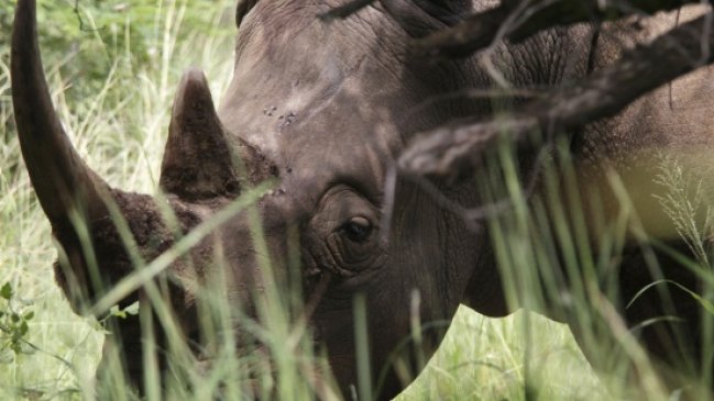 Sudáfrica expulsó a diplomático norcoreano por traficar cuerno de rinoceronte