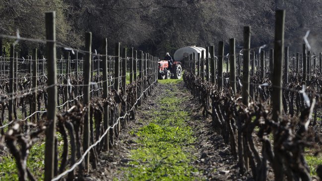 Autoridades alertan contaminación de viñedos en Región del Maule