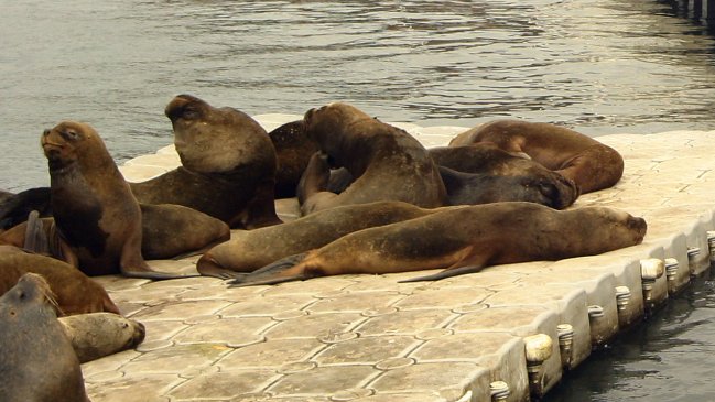 Municipio prohibió fuegos artificiales para proteger a lobos marinos