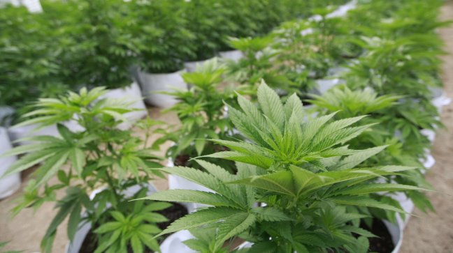 Médicos y autocultivo: Fármacos con marihuana deben ser tratados como tal