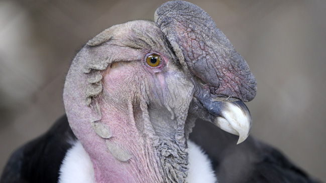 Pareja de cóndores chilenos llega al Caribe colombiano para repoblación