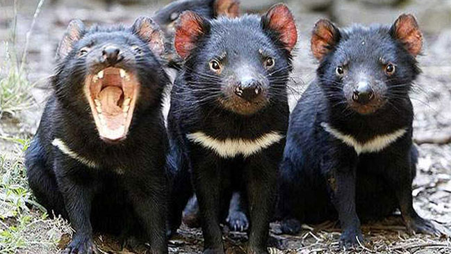 Descubren un nuevo tipo de cáncer que amenaza a los diablos de Tasmania