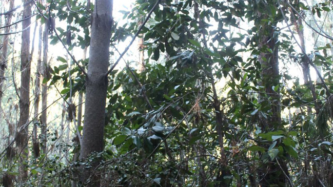 Descubren nueva población de especie de árbol chileno en extinción