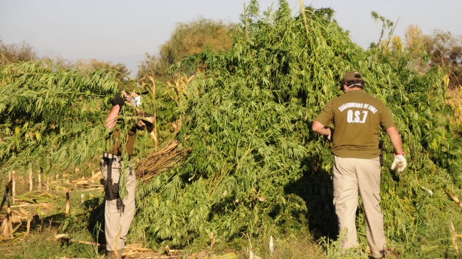 OS-7 de Carabineros incautó unas 3.500 plantas de marihuana en Los Vilos