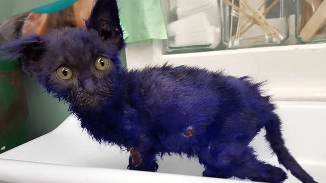 Animalistas rescatan a gato púrpura que era usado como carnada para perros de pelea