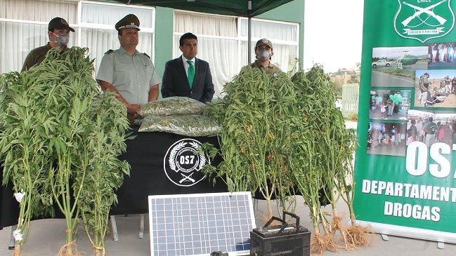 Quilpué: Carabineros incautó mil plantas de marihuana en terrenos fiscales