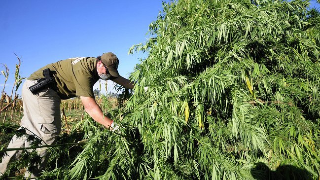 Nueva incautación masiva de plantas de marihuana en Los Vilos