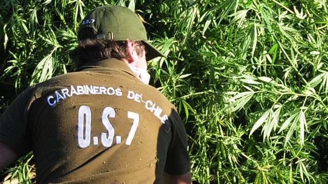Carabineros incautó más de 2.700 plantas de marihuana en Quintero