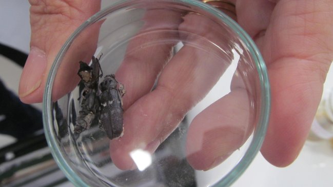 SAG desplegó plan de acción por plaga que afecta a la madera en Teno