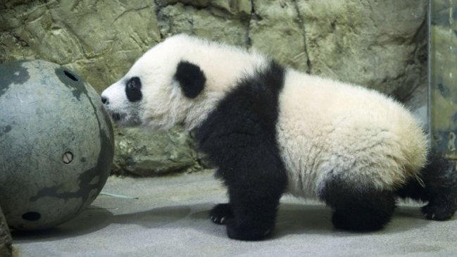 Presentan oficialmente a ‘Bei Bei’, el nuevo panda bebé del zoológico de Washington