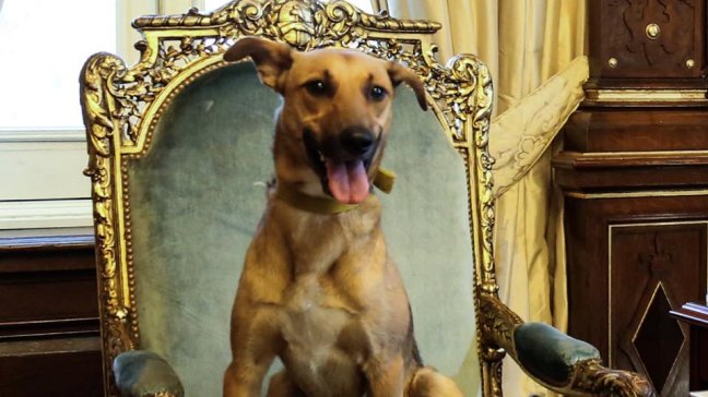 Macri sentó a su perro Balcarce en el sillón presidencial