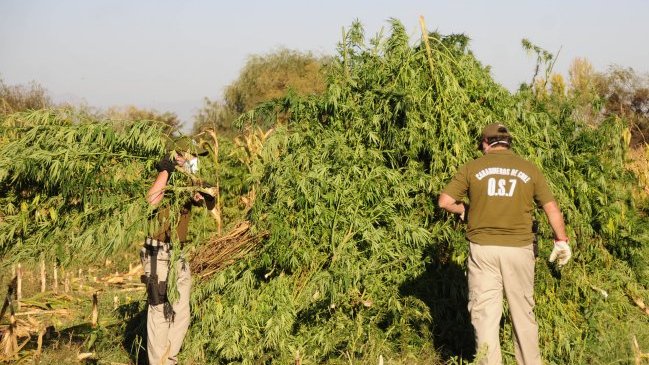 Carabineros incautó más de tres mil plantas de marihuana en Los Vilos