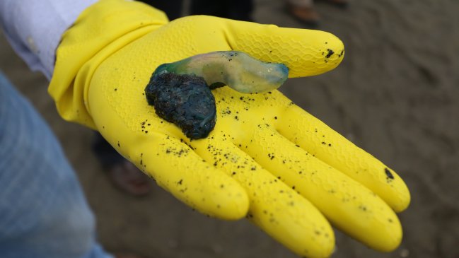 Presencia de medusas en El Maule obligó al cierre de playas y preocupa a las autoridades