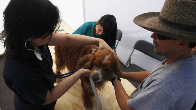 ISP negó haber prohibido fármacos de uso humano para animales