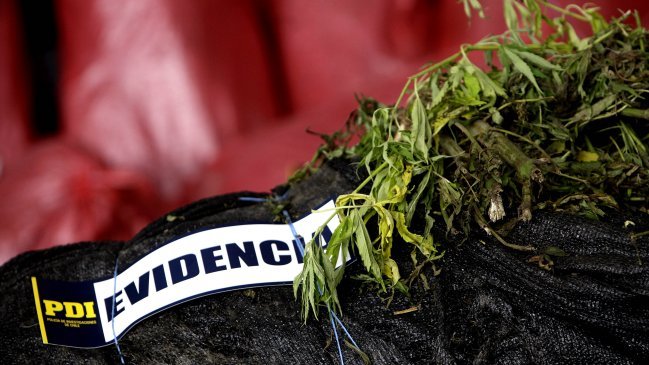 Región del Biobío: PDI hizo el mayor decomiso de marihuana de los últimos 12 meses