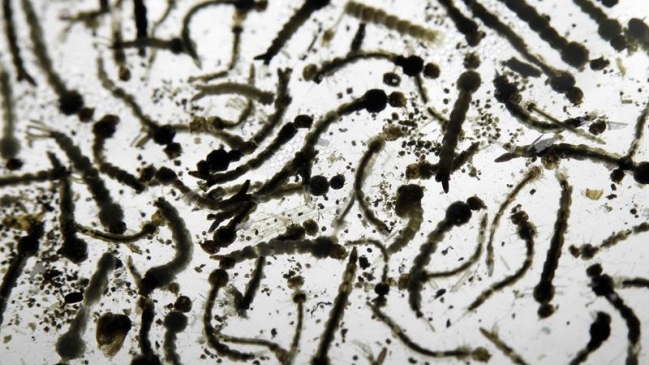 OMS convocará comité de emergencia para luchar contra brote de virus del Zika