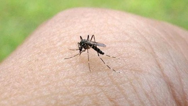 Ministra de Salud asistirá a cumbre del Mercosur por el virus Zika