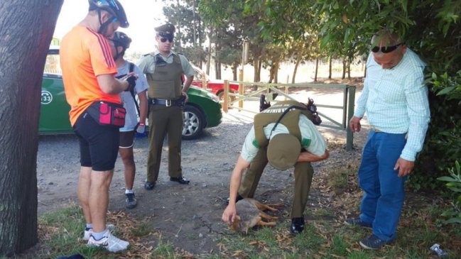 Vecinos encontraron a pudú herido en San Pedro de la Paz