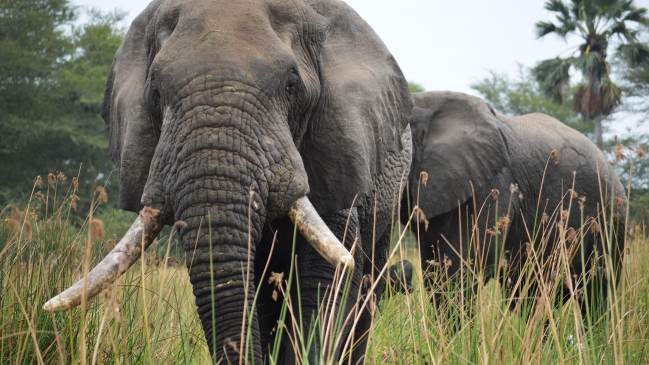 Un elefante mató a un turista británico en el sur de Tailandia