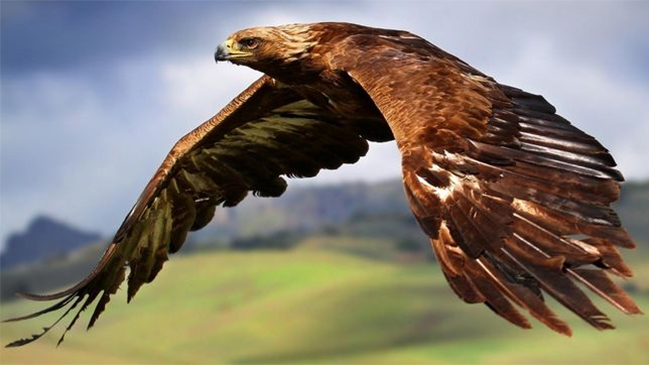 Policía holandesa entrena a águilas para abatir drones 