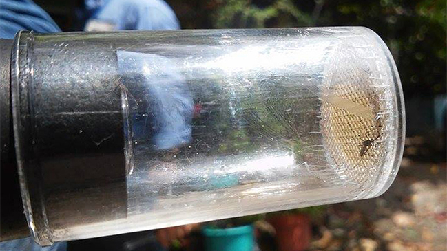 Sociedad de Infectología confirmó primer caso de virus zika en Chile