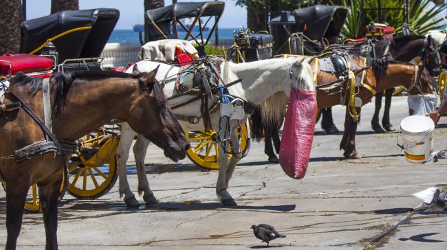 Municipalidad de Viña y carros victoria: 