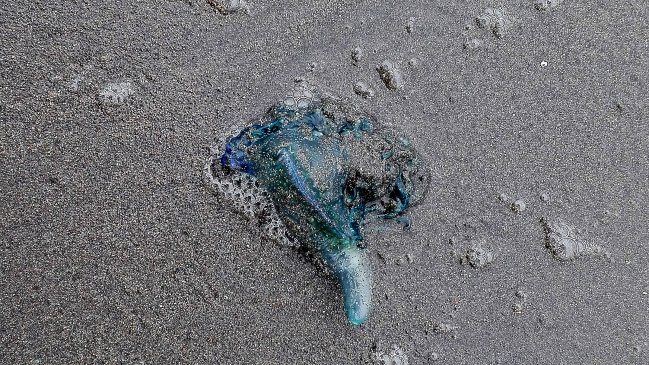 La fragata portuguesa se empeña en arruinar el verano de los bañistas