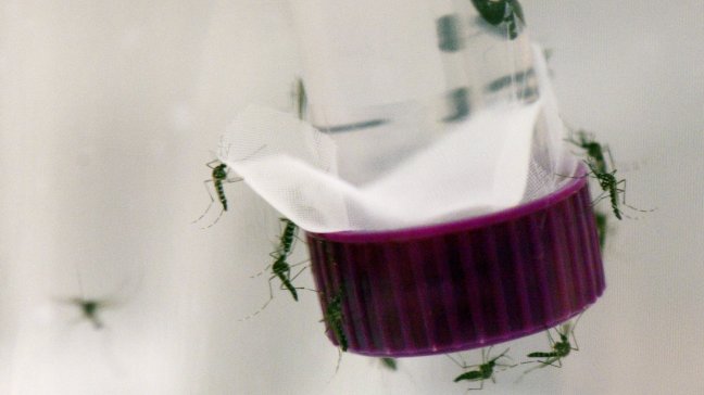 ONU: Países afectados por Zika deben dar acceso a aborto y anticoncepción