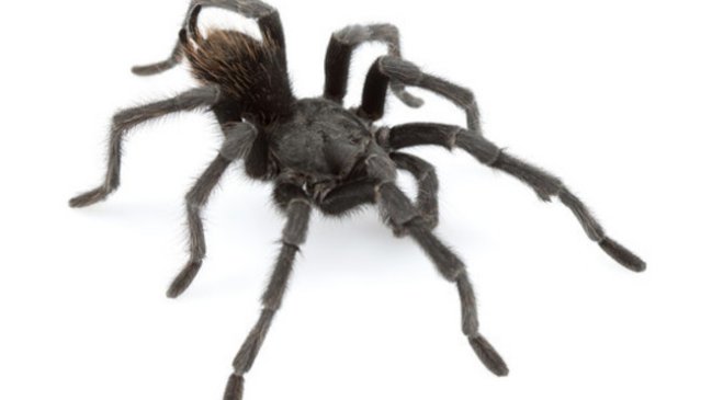 Bautizan a nueva especie de tarántula en honor a Johnny Cash