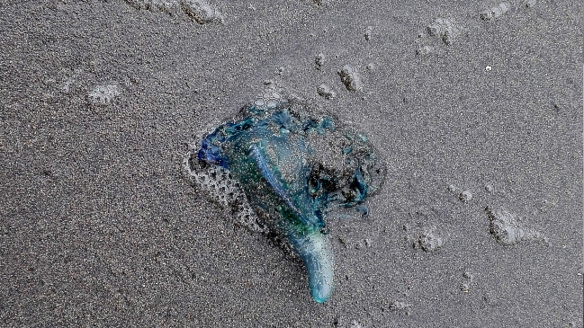 Qué hacer si una fragata portuguesa pica a una persona