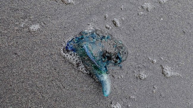 Éstas son las playas con prohibición de baño por fragata portuguesa en el litoral central