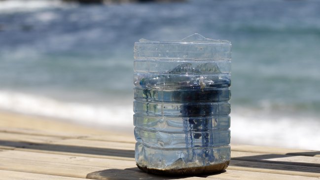 Casi 200 personas han sido picadas por la fragata portuguesa