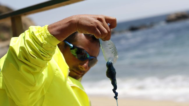 Marejadas y fragata portuguesa: Las mermas en el sector hotelero de Viña del Mar