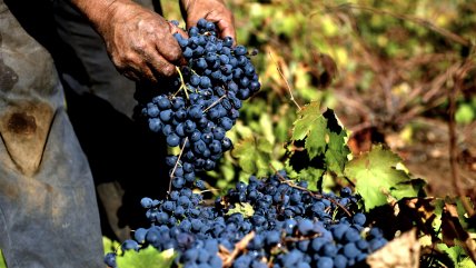 La cosecha de la uva en el Valle del Itata