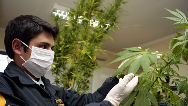 PDI incautó más de 300 kilos de marihuana en Los Vilos